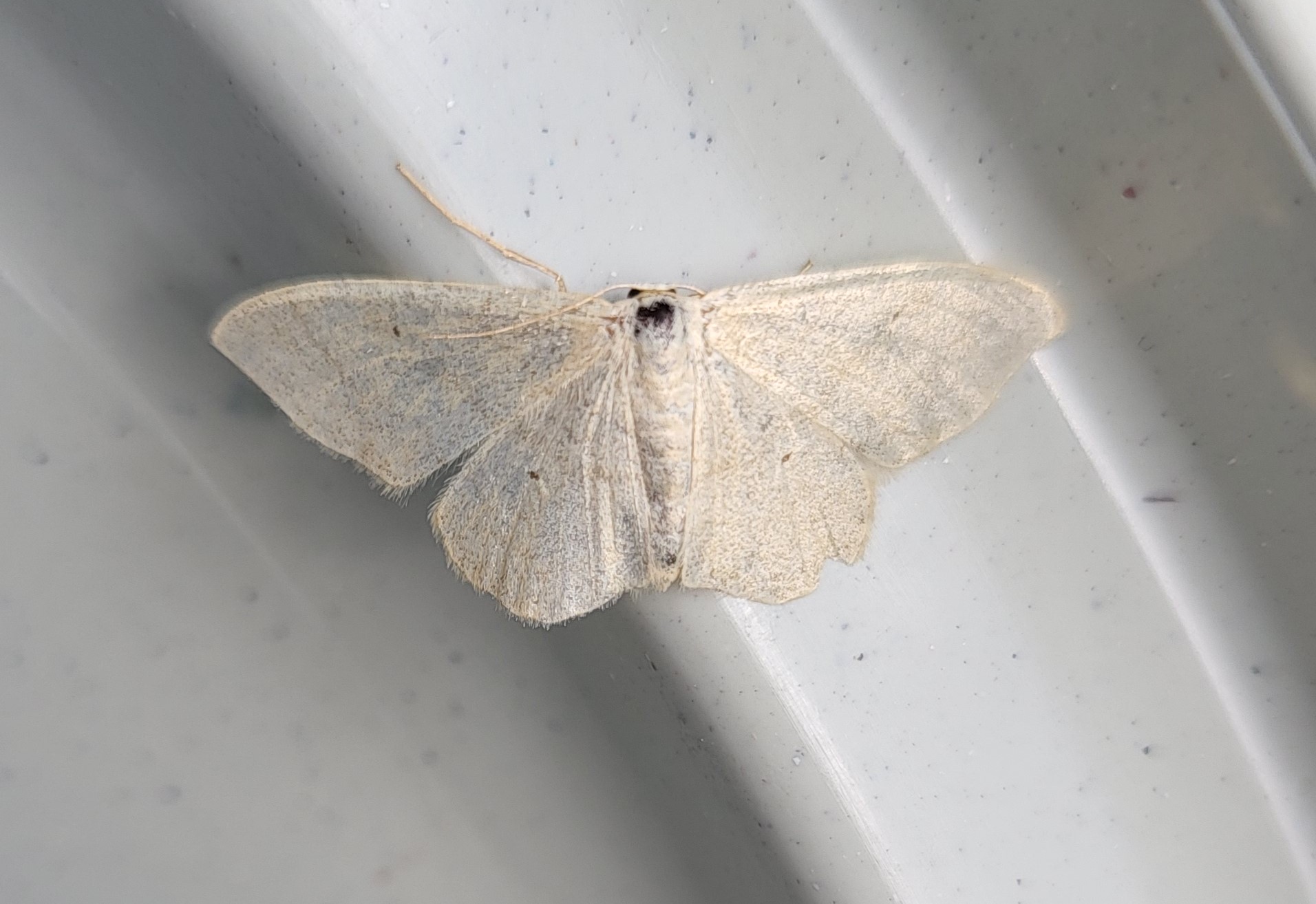 Photo of Plain Wave (Idaea straminata)